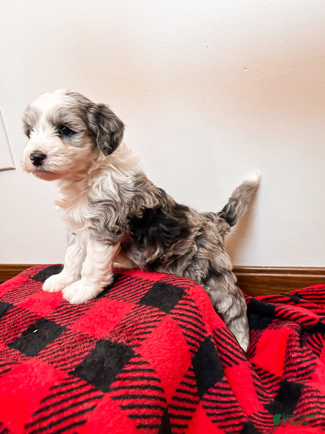 Mixed Breed dogs for sale: Ricky - Ad 12