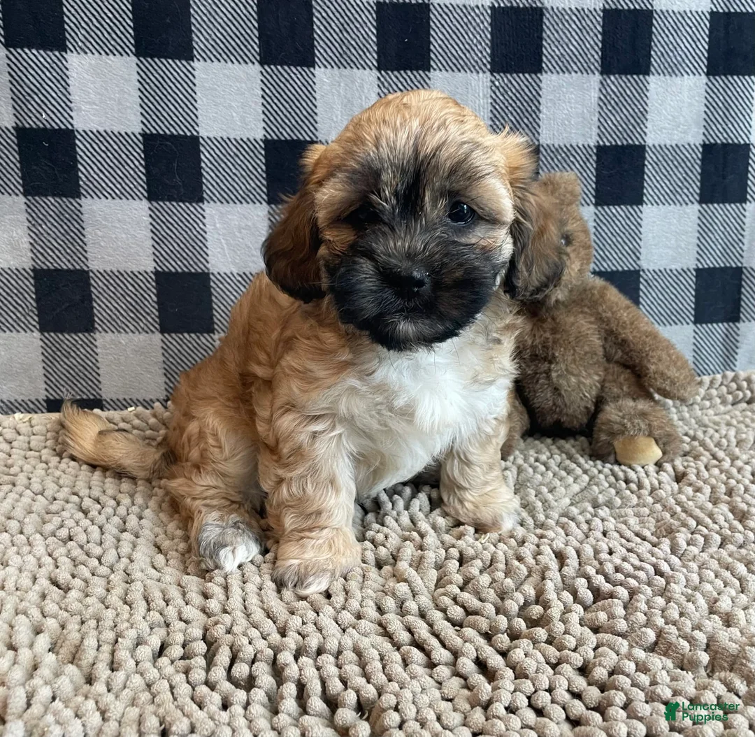 Teddy Bear dogs for sale: Sammy - Ad 17