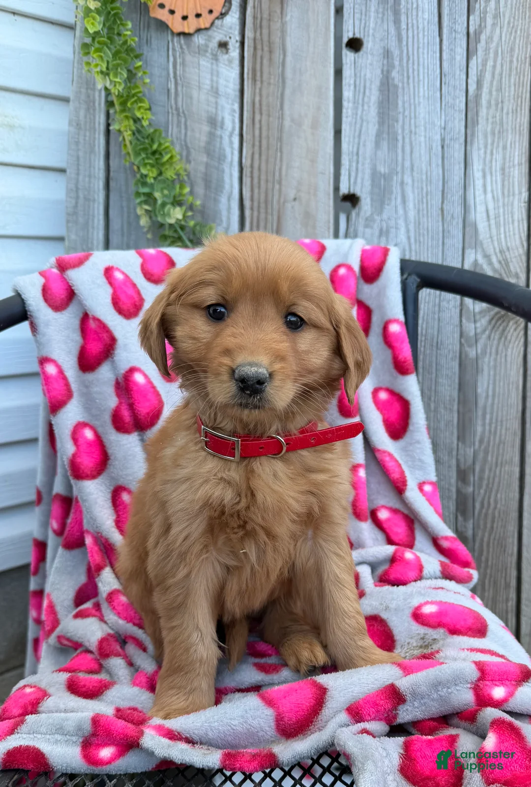 Golden Retriever dogs for sale: Ally - Ad 1