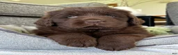 Newfoundland dogs for sale: “ Coco Chanel” OFA, CH, AKC - Ad 4