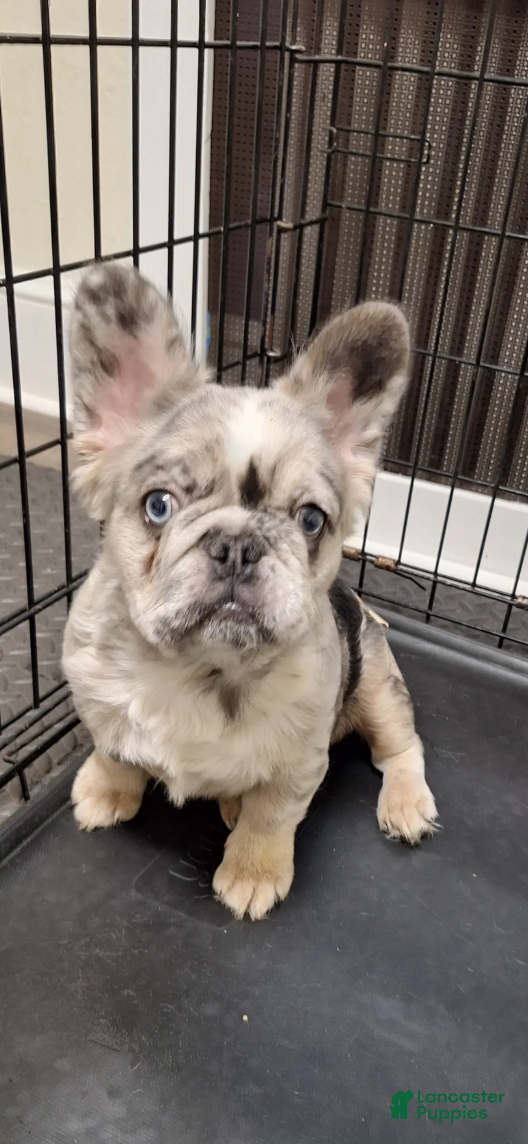 French Bulldog dogs for sale: Princess  - Ad 1