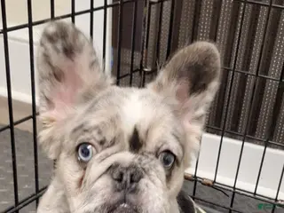 French Bulldog dogs for sale: Princess - Ad 1