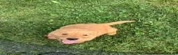Golden Retriever dogs for sale: Golden Retriever 2 Sunshine  - Ad 4
