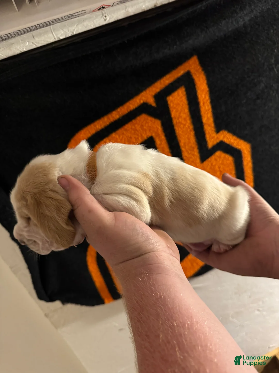 Basset Hound dogs for sale: Boy 2 Arthur - Ad 1