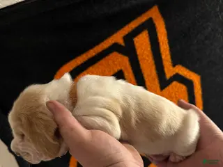 Basset Hound dogs Boy 2 Arthur - Ad 7