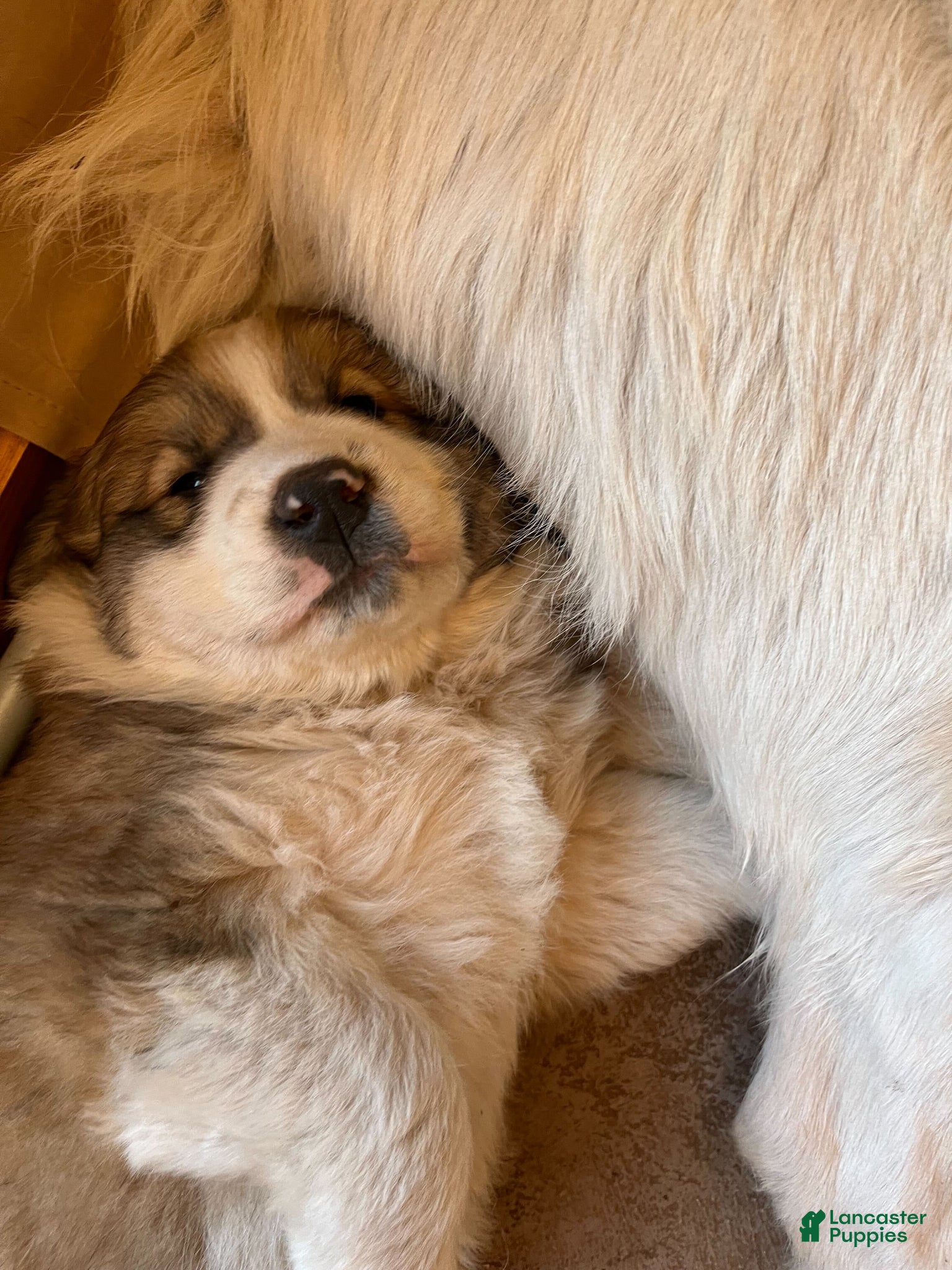 Mixed Breed dogs Finn - Ad 1