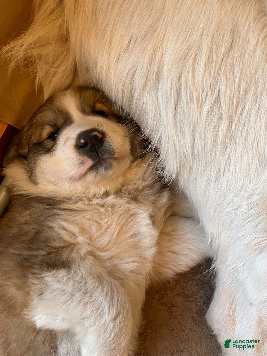 Mixed Breed dogs for sale: Finn - Ad 1