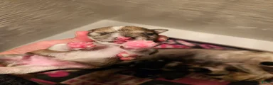 Blue tan merle female 