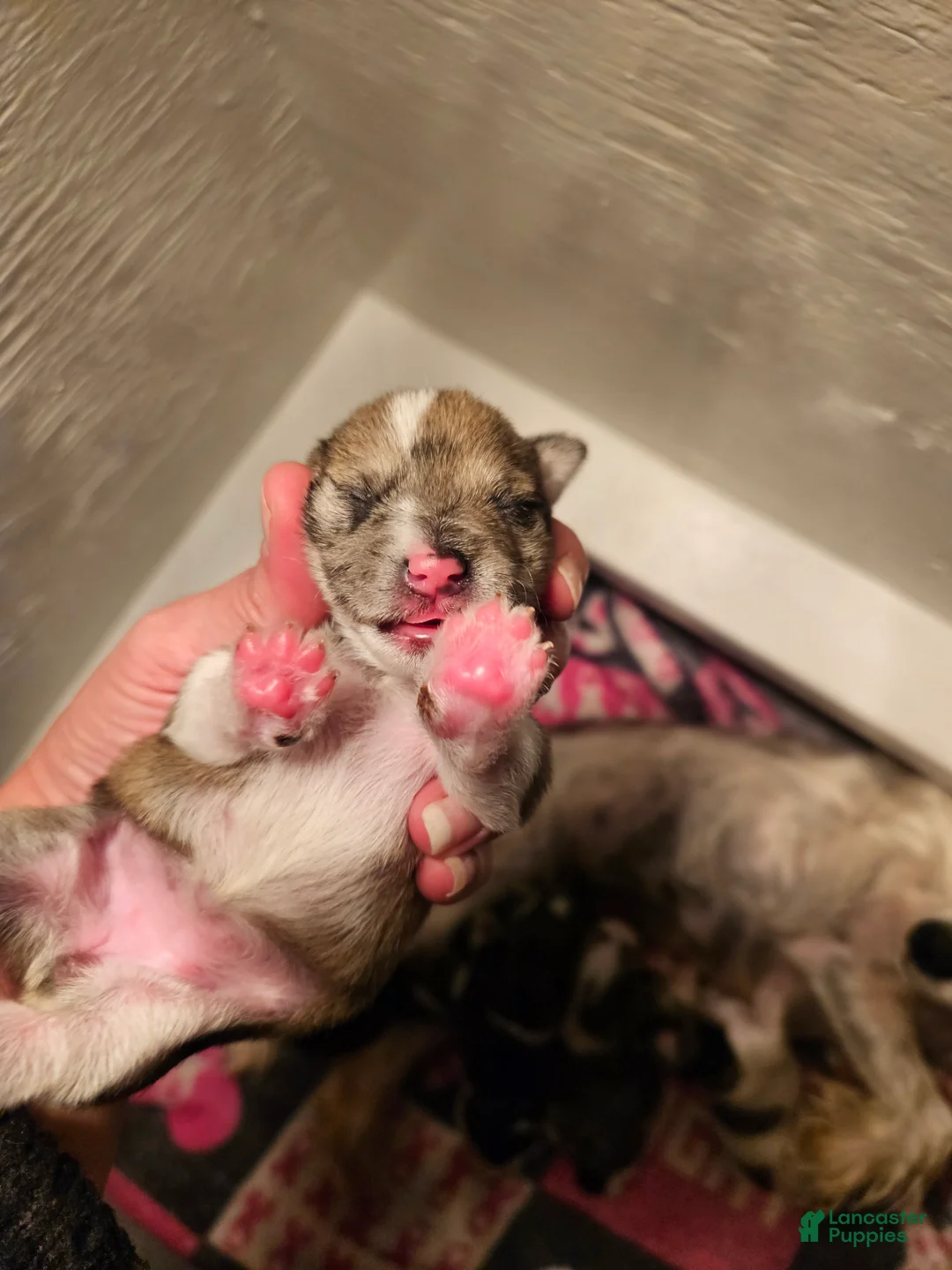 Miniature Schnauzer dogs for sale: Blue tan merle female  - Ad 1