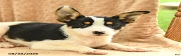 Mixed Breed dogs for sale: Flora - Ad 5