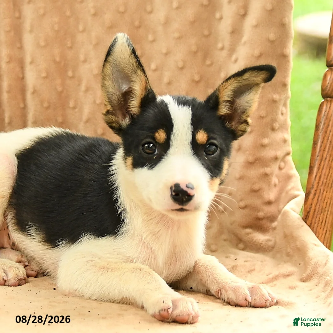 Mixed Breed dogs for sale: Flora - Ad 5