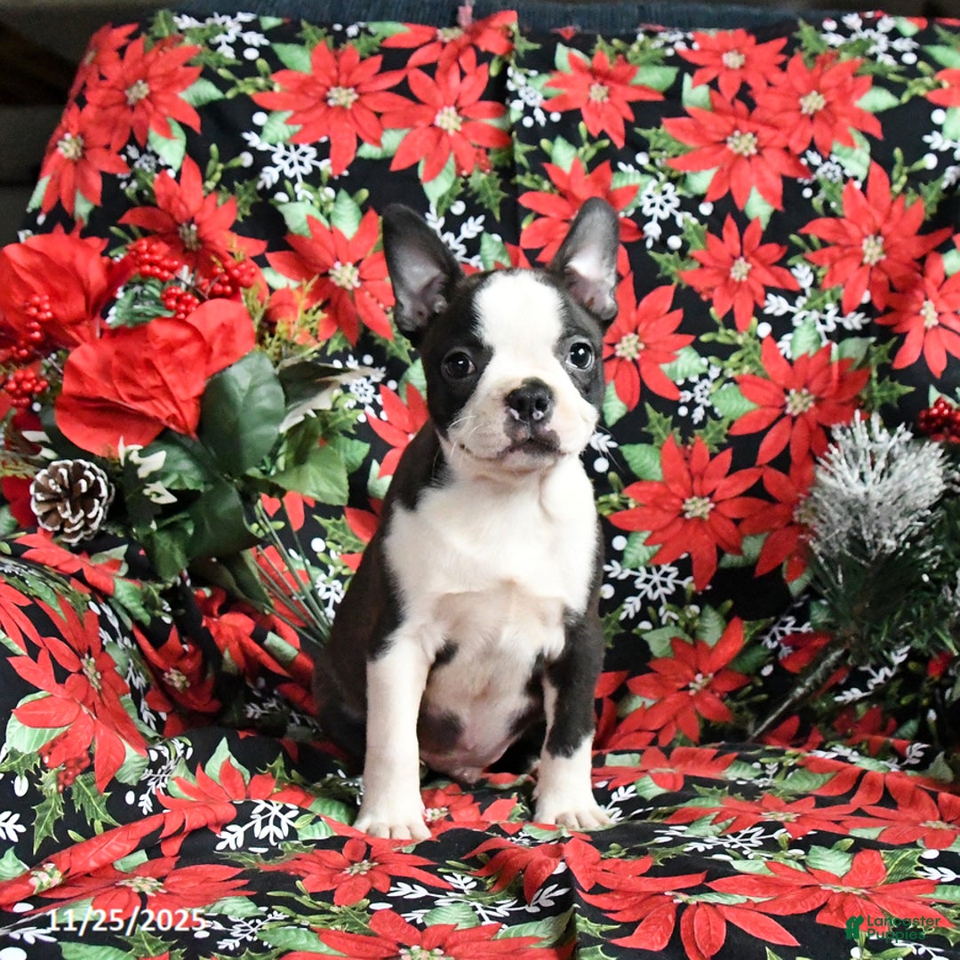 Boston Terrier dogs for sale: Chip  - Ad 2