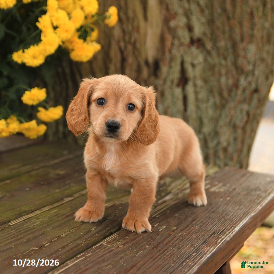Miniature Dachshund dogs for sale: Dottie - Ad 2