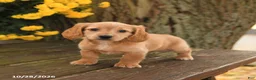 Miniature Dachshund dogs for sale: Dottie - Ad 2