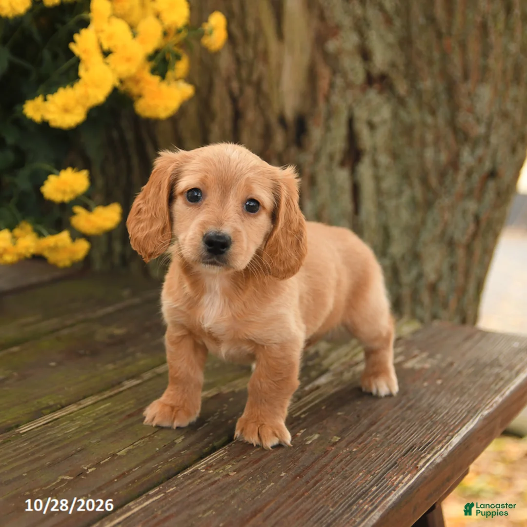 Miniature Dachshund dogs for sale: Dottie - Ad 2