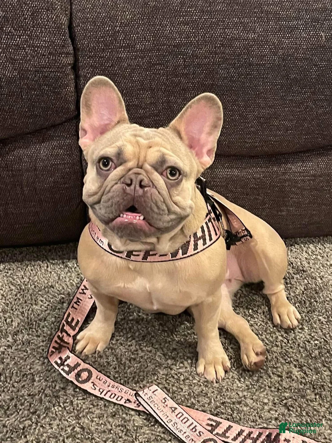 French Bulldog dogs for sale: French Bulldog Puppy 1 - Ad 2