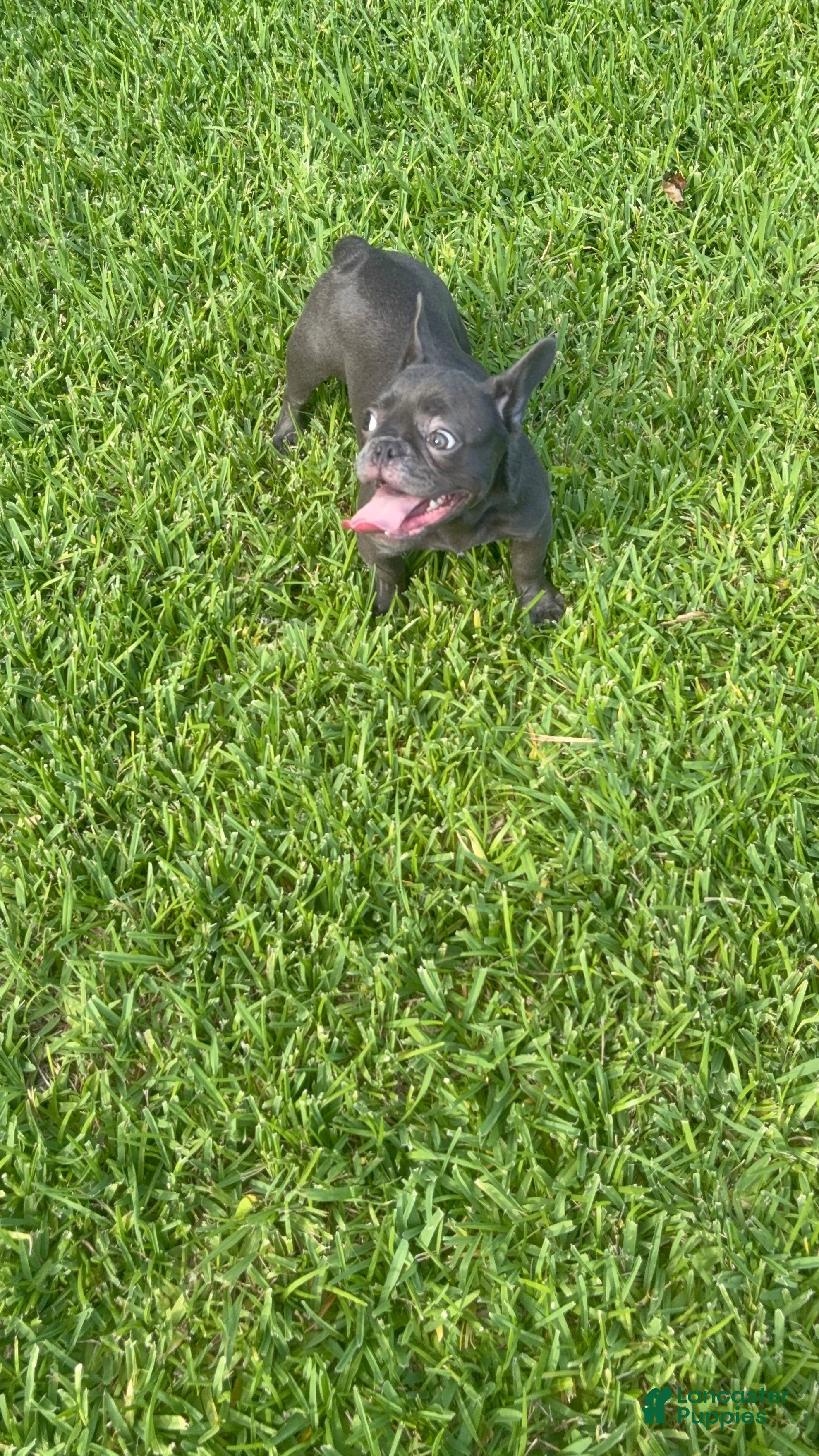 French Bulldog dogs French Bulldog 3 - Ad 22
