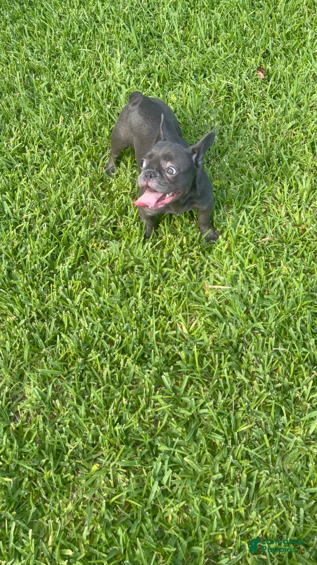 French Bulldog dogs for sale: French Bulldog 3 - Ad 1