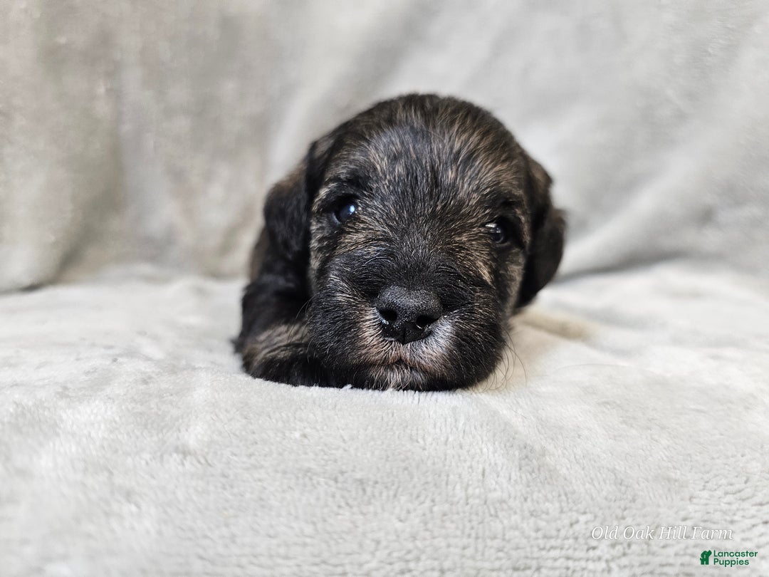 Mixed Breed dogs for sale: Kenny - Ad 7