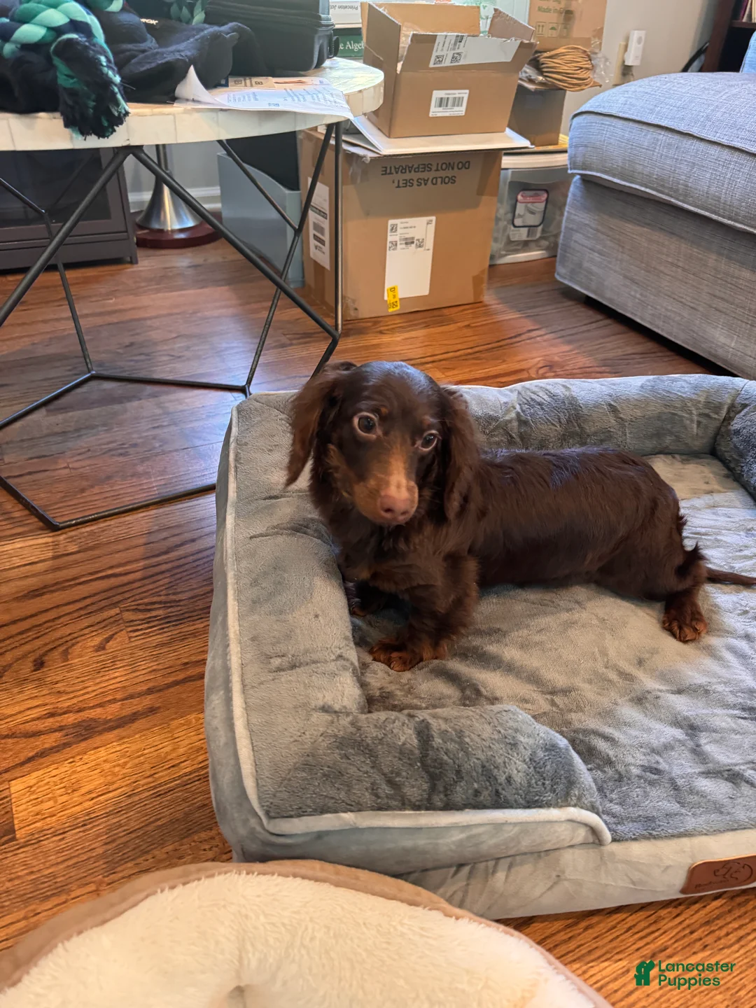 Miniature Dachshund dogs for sale: Coco - Ad 1
