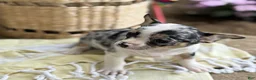 Chihuahua dogs for sale: Rocket - Ad 15