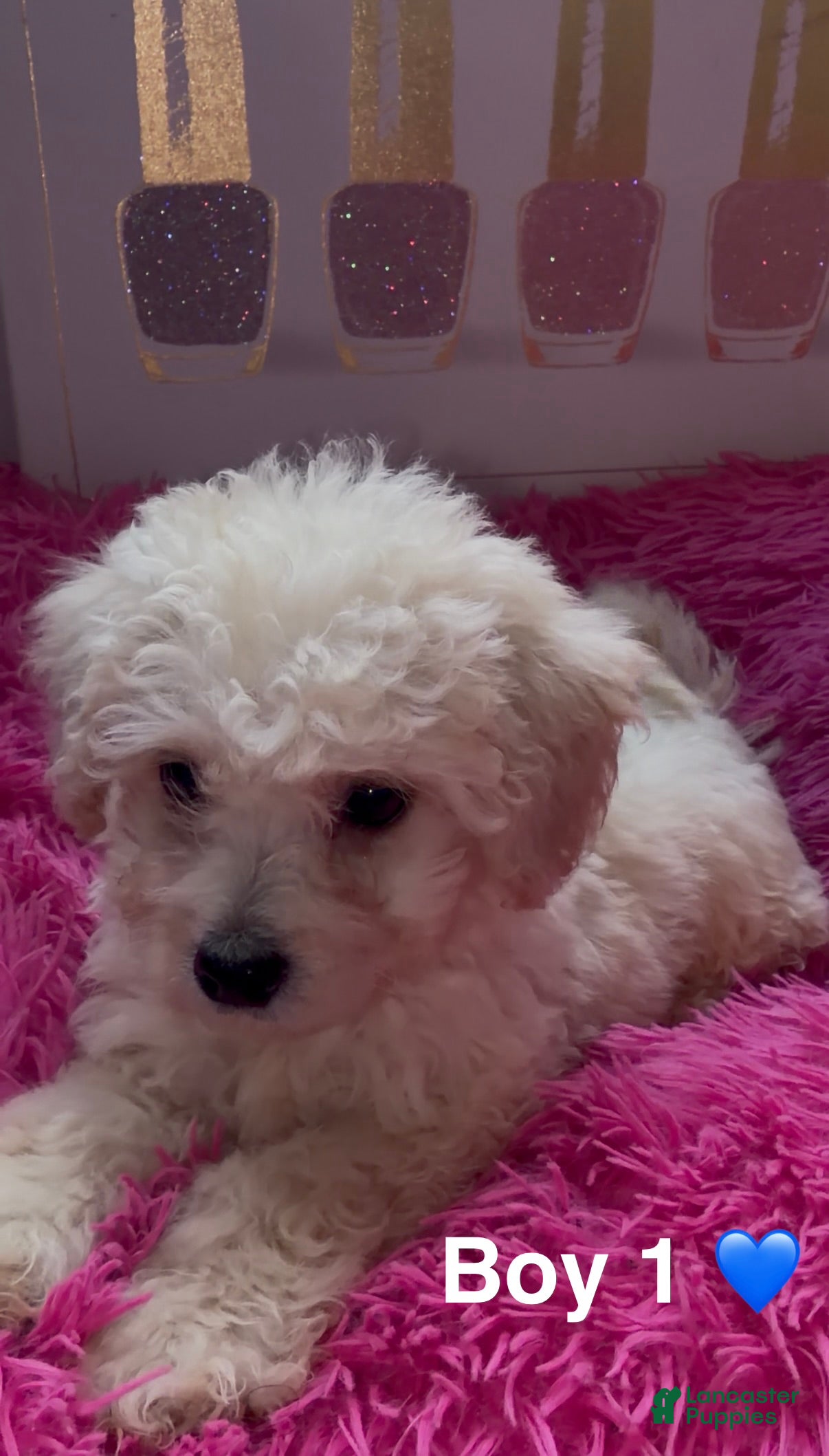 Maltipoo dogs Boy 1 (Roman) - Ad 22