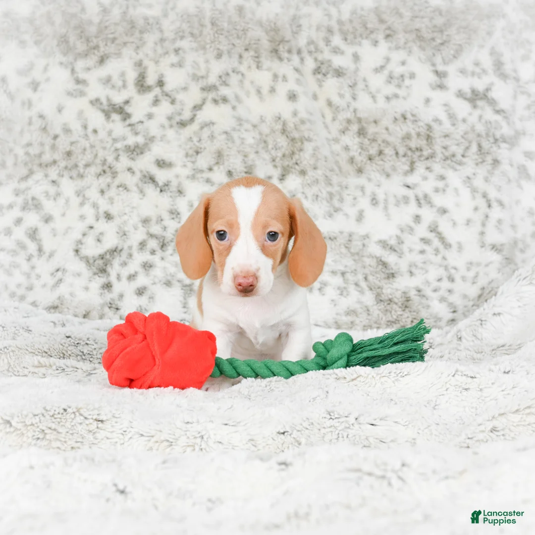 Miniature Dachshund dogs for sale: Chloe - Ad 11