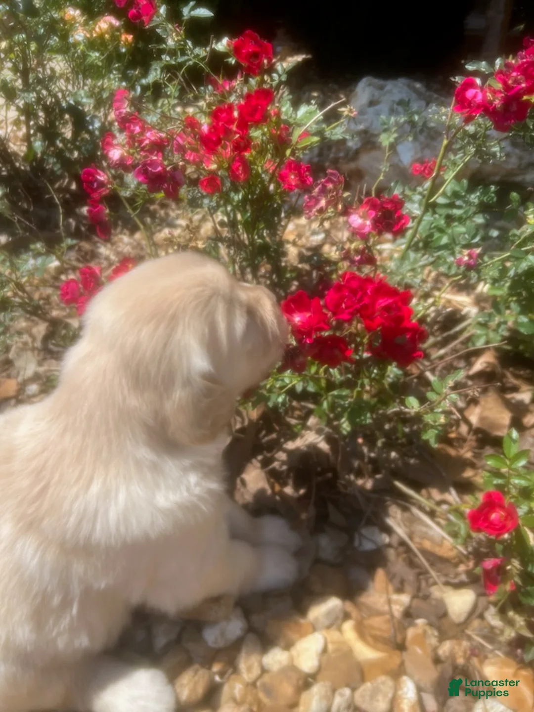 Golden Retriever dogs for sale: Evelyn - Ad 2