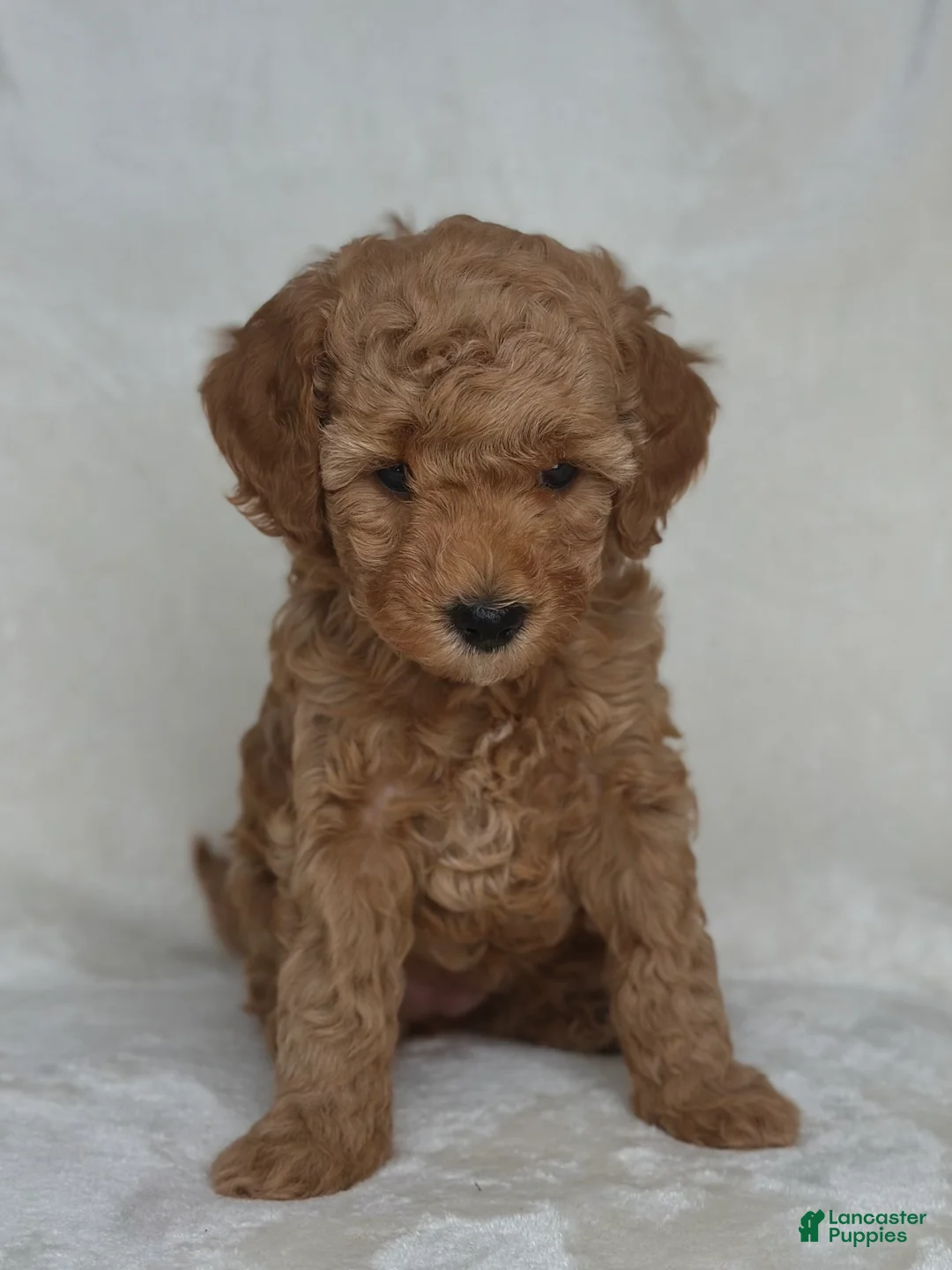 Mixed Breed dogs for sale: Walnut - Ad 3