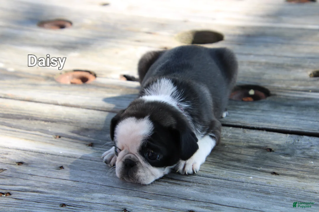 Pug dogs for sale: Daisy - Ad 2