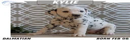 Dalmatian dogs for sale: Kylie - Ad 1