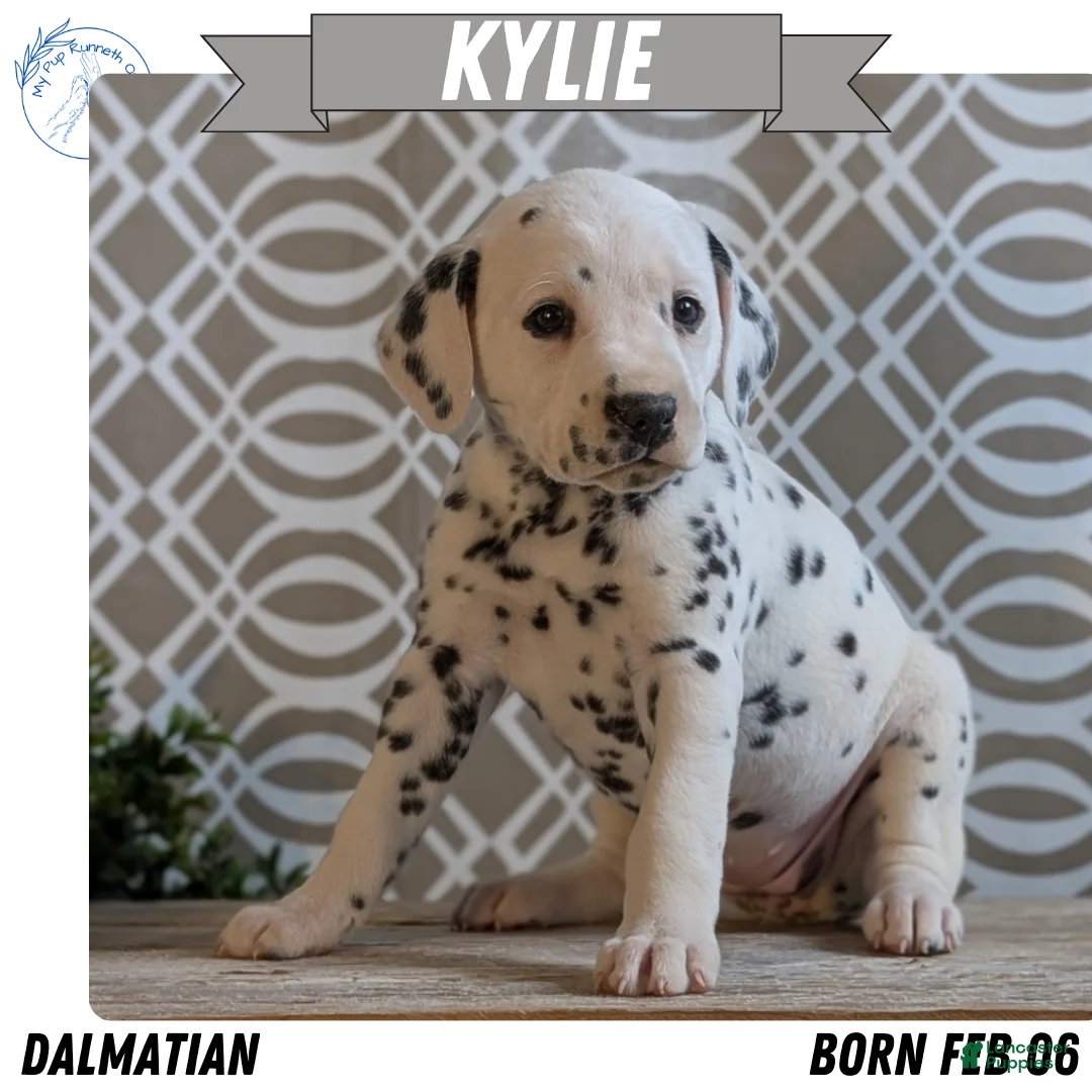 Dalmatian dogs for sale: Kylie - Ad 1
