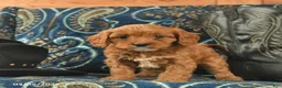 Cavapoo dogs for sale: Tiara  - Ad 5
