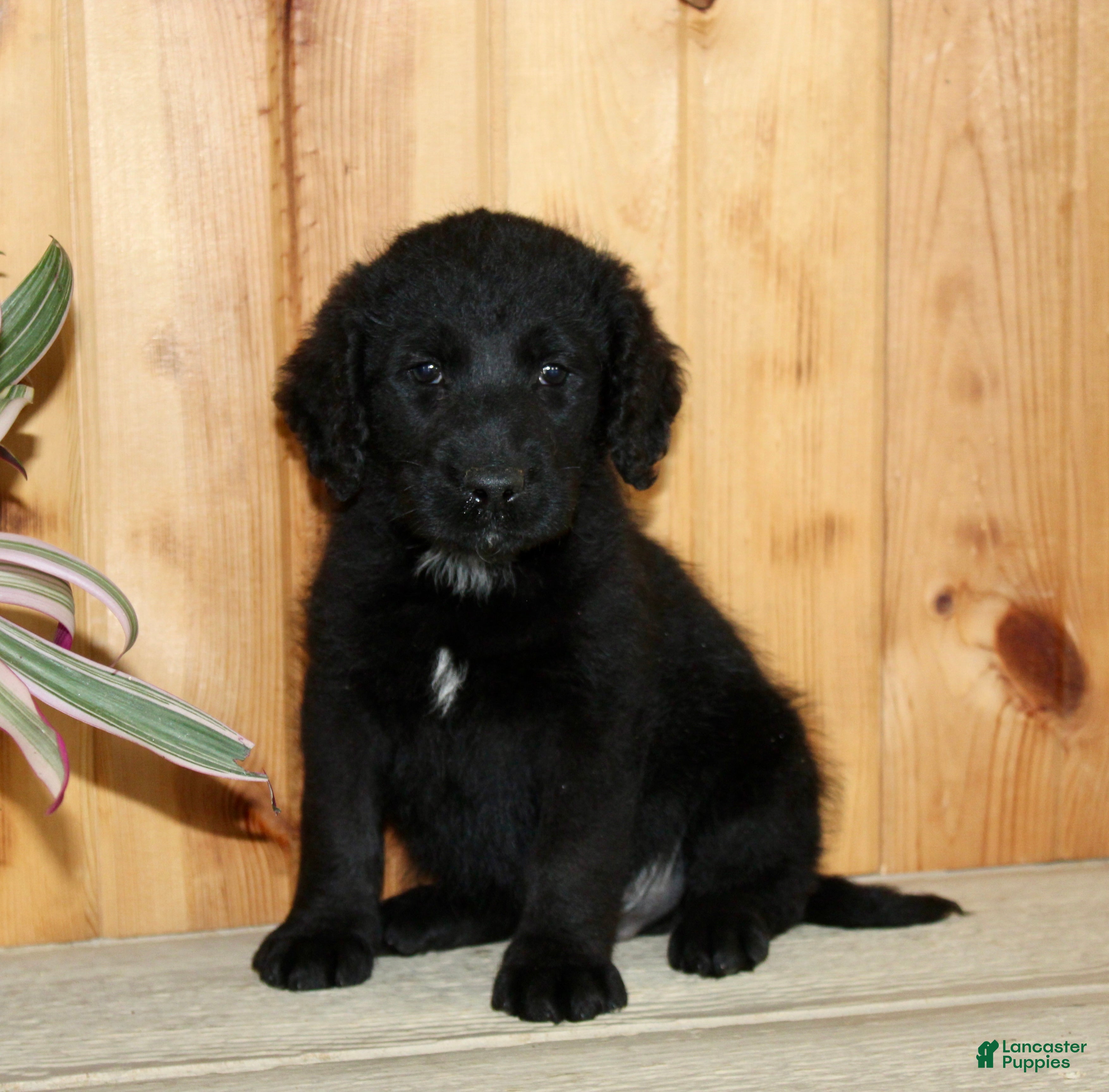 Labradoodle dogs Jasper - Ad 2