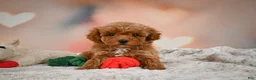 Toy Poodle dogs for sale: Bella - Ad 5