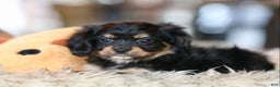 Mixed Breed dogs for sale: Cavalon Midnight - Ad 8