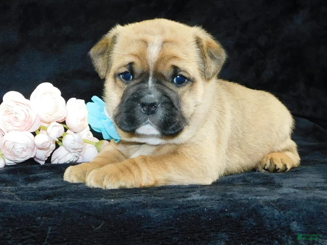 Mixed Breed dogs for sale: Rowdy - Ad 1