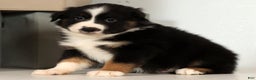 Miniature Australian Shepherd dogs for sale: Duke - Ad 6