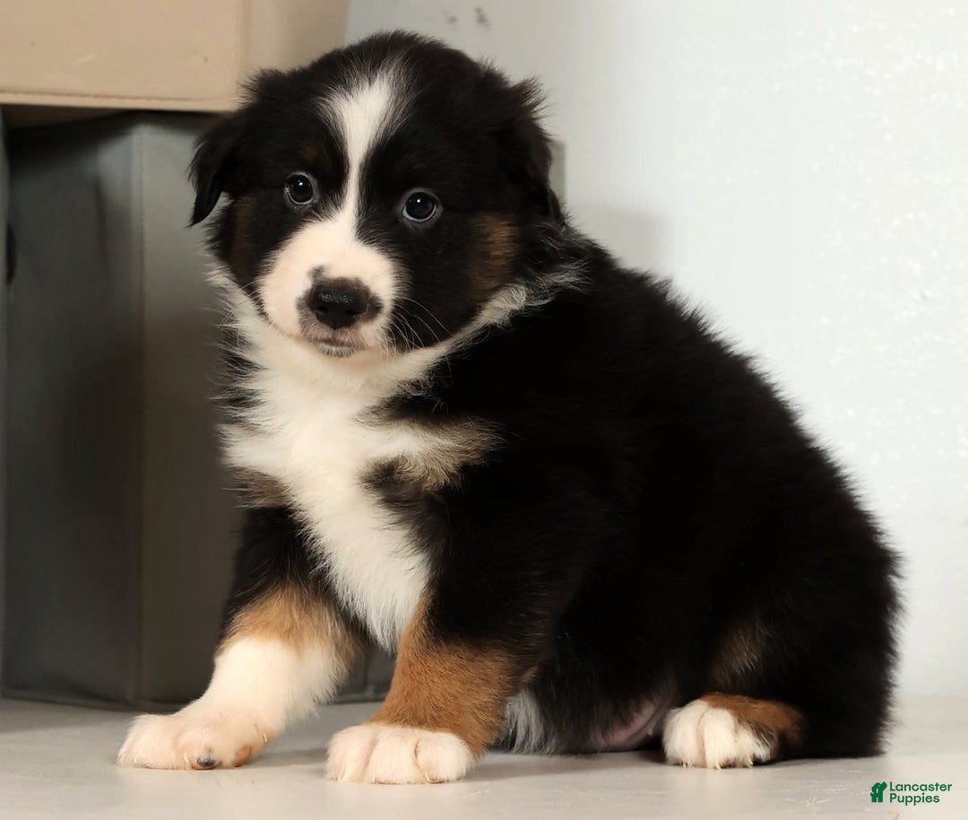Miniature Australian Shepherd dogs for sale: Duke - Ad 6