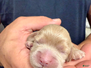 Cockapoo dogs - Ad 14