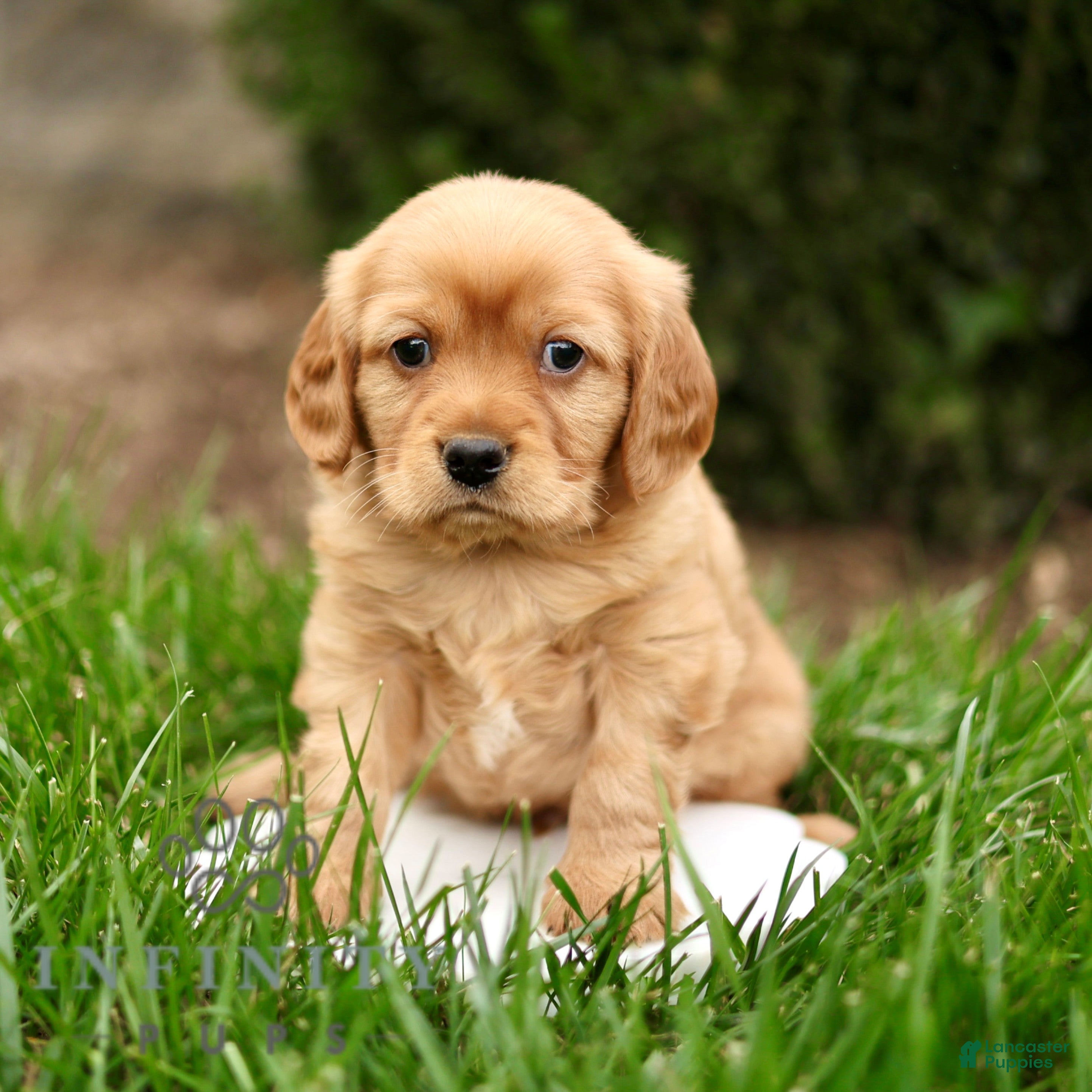 Miniature Golden Retriever dogs for sale: Archie  - Ad 1
