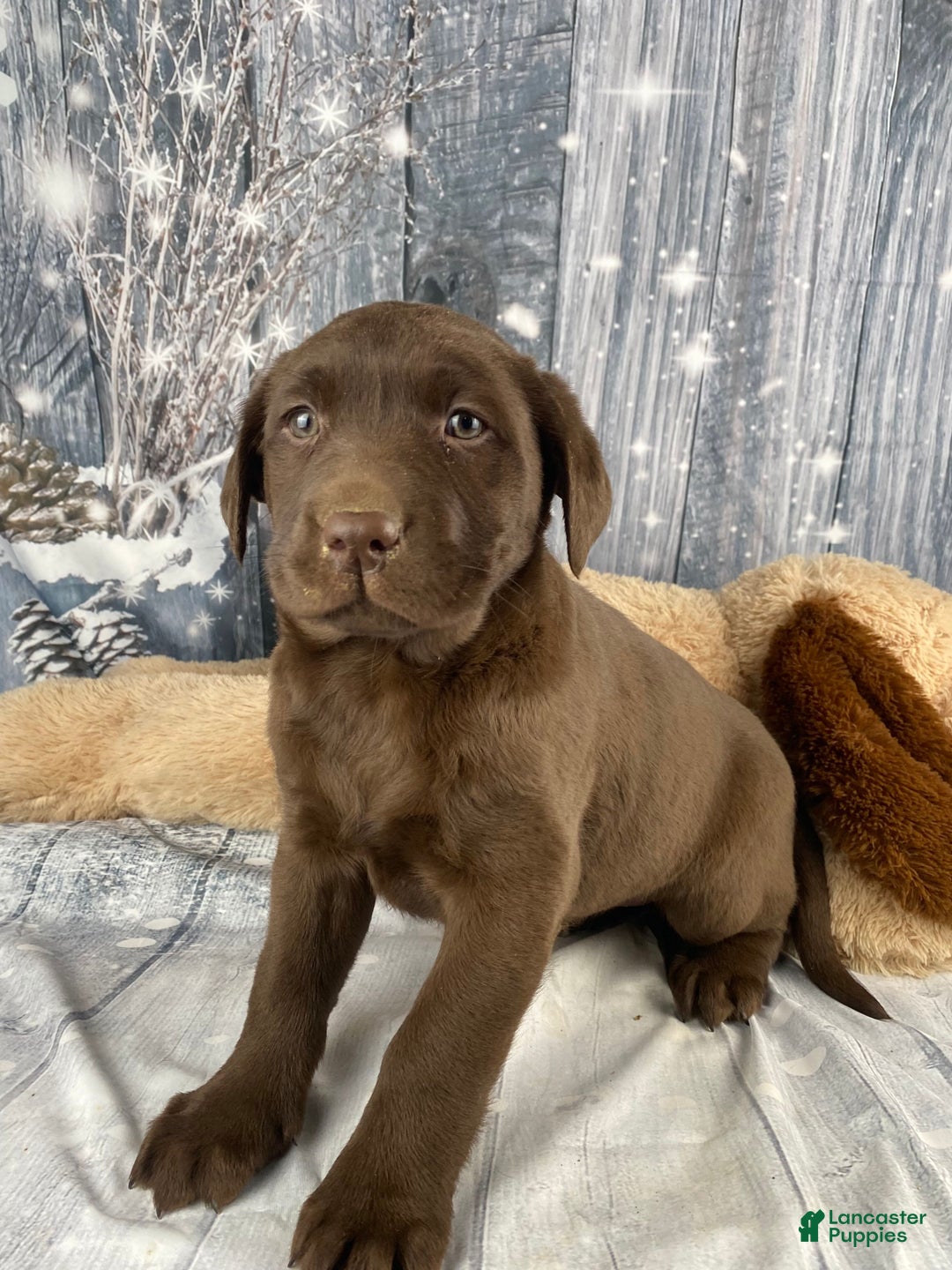 Labrador Retriever dogs for sale: Alice - Ad 1