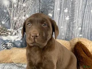 Labrador Retriever dogs Alice - Ad 4