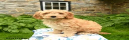 Cockapoo dogs for sale: Dallas - Ad 2