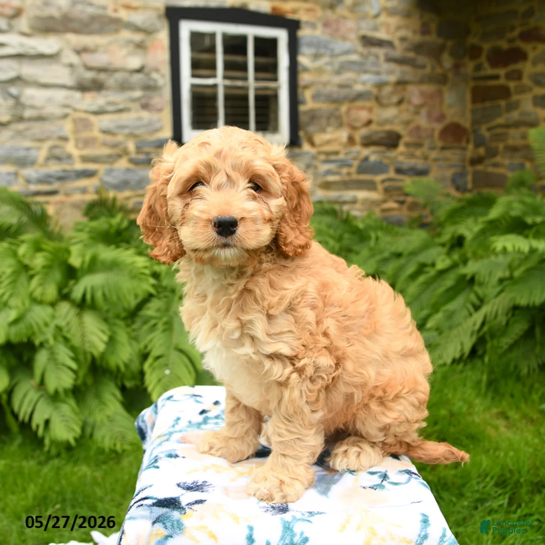Cockapoo dogs for sale: Dallas - Ad 2