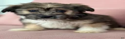 Havanese dogs for sale: Seth - Ad 2