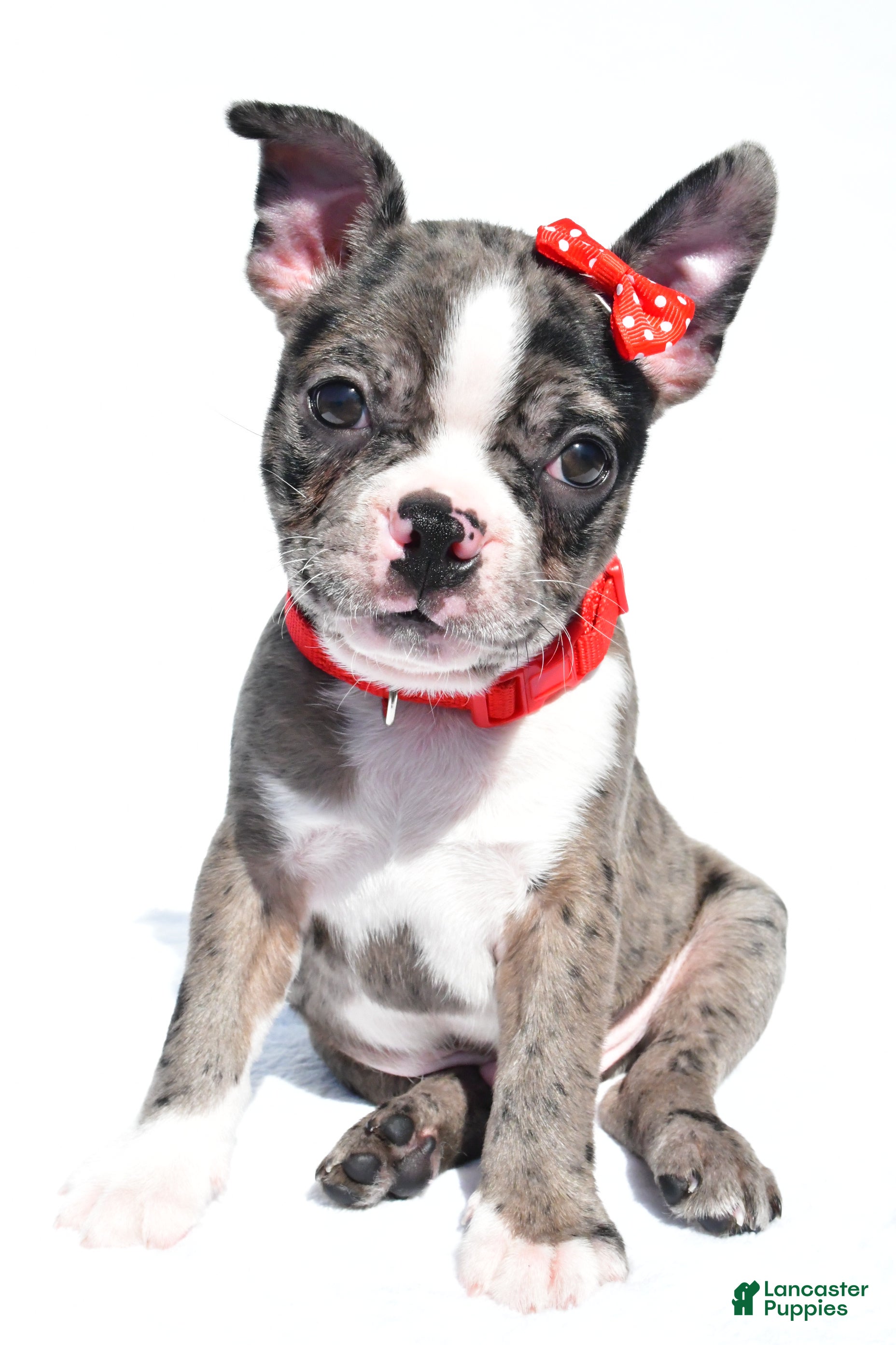 Frenchton dogs Bentley - Ad 2