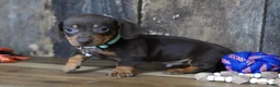 Miniature Dachshund dogs for sale: Burke - Ad 4
