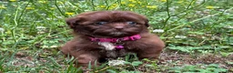 Shihpoo dogs for sale: Mia - Ad 3