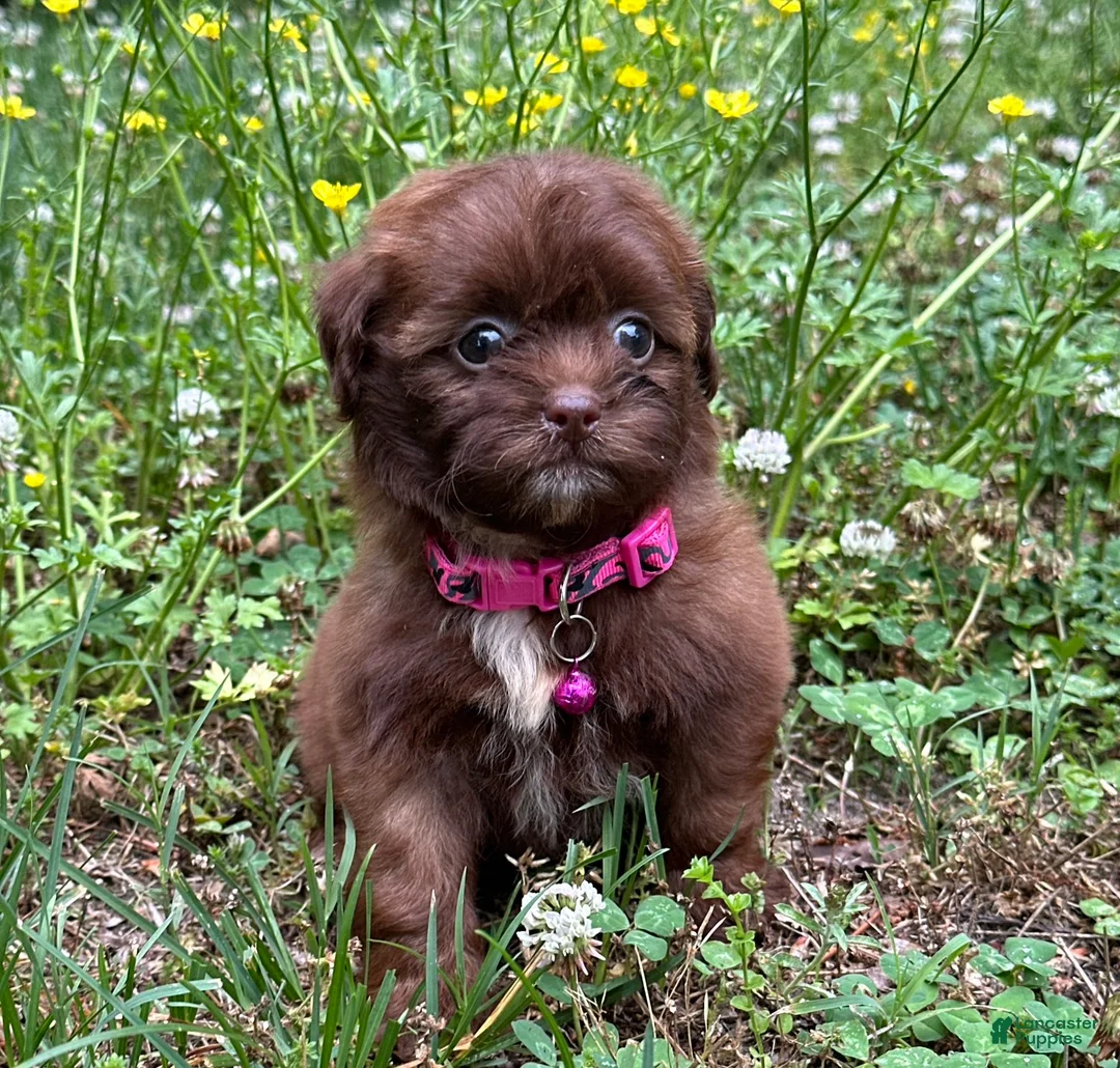 Shihpoo dogs for sale: Mia - Ad 3